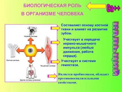 Биологическая роль кальция в организме