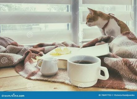 Кот осень кофе