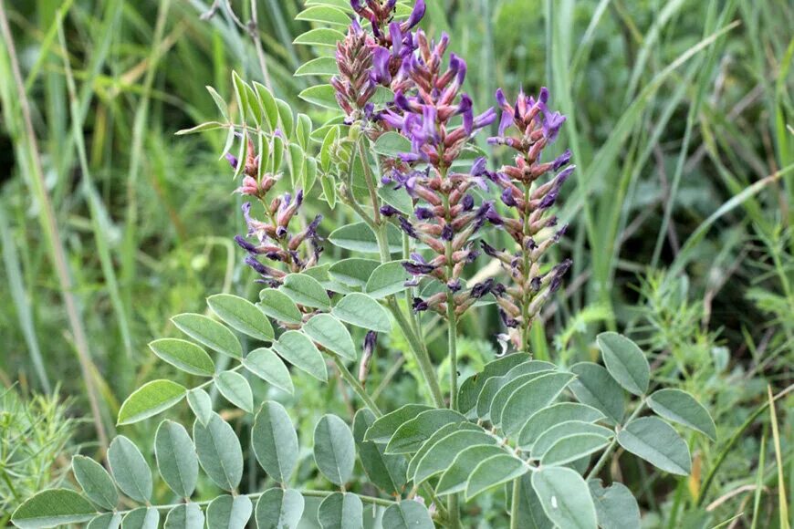 Солодка корень. Солодка ЛРС. Солодка Коржинского ГФ. Солодка Уральская (Glycyrrhiza uralensis). Солодка лакрица