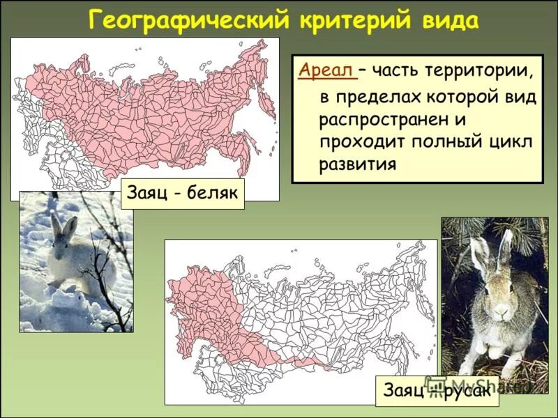 Опишите географический критерий. Географический критерий. Опишите географический критерий. Географический критерий примеры. Опишите географический критерий.