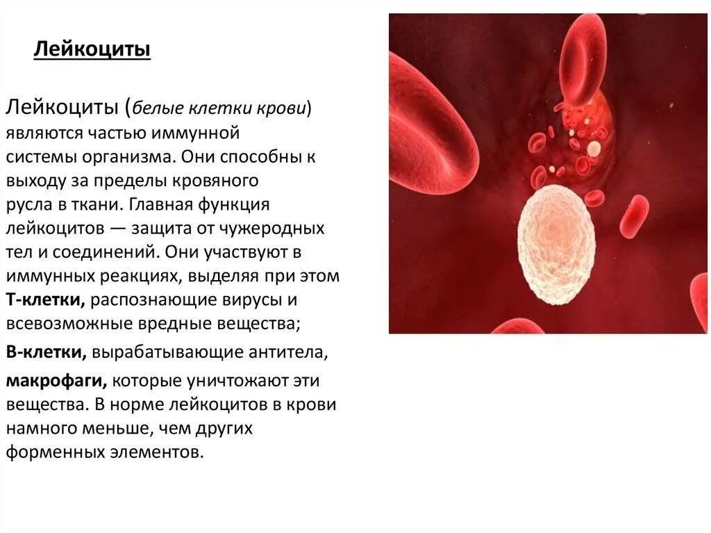Повышены лейкоциты лечение. Лейкоциты в крови человека. Лейкоциты крови 3.75. Лейкоциты это белые кровяные клетки. Строение лейкоцитов в крови человека.