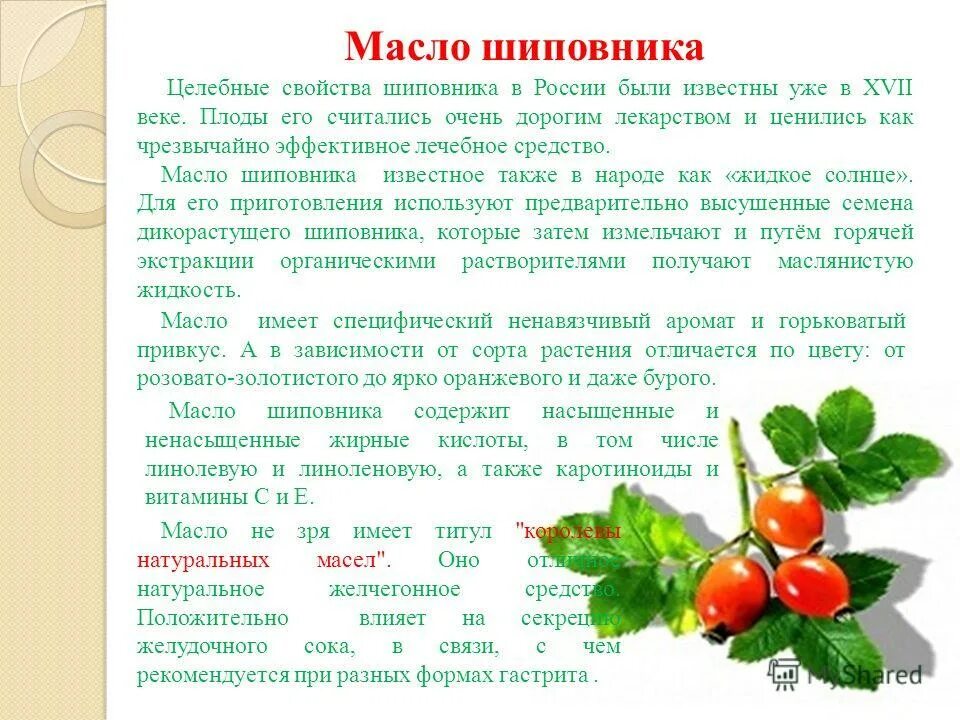 Вред шиповника для мужчин. Плоды шиповника противопоказание. Шиповник польза для здоровья. Чем полезен шиповник. Лекарственные свойства шиповника.