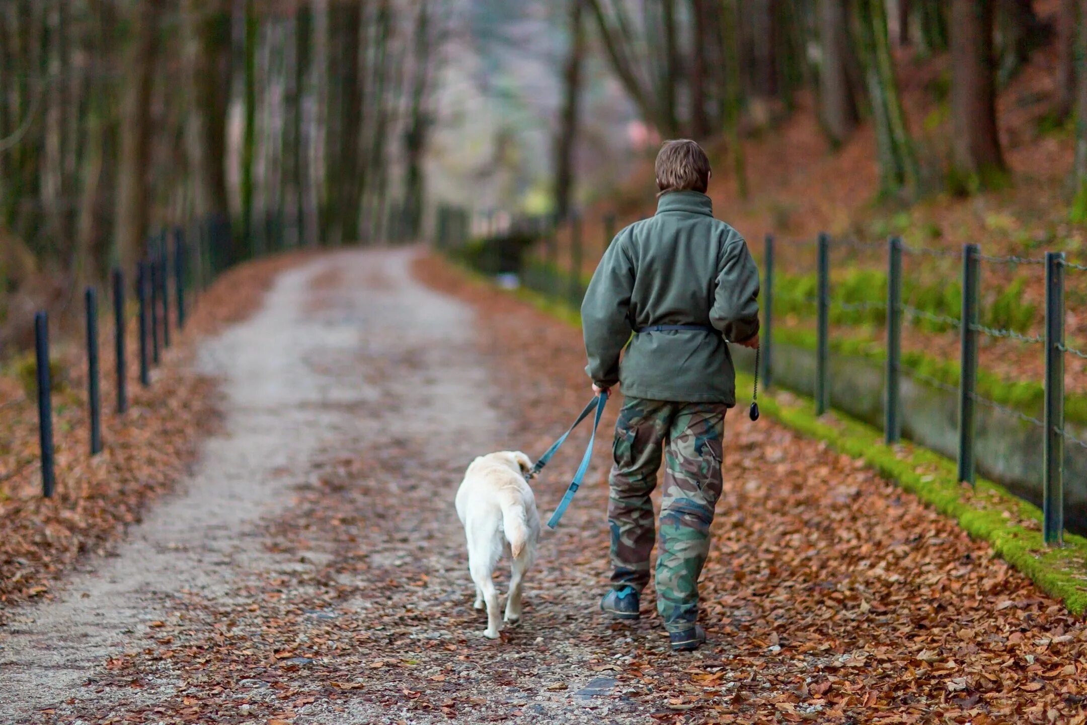 Dog Walking. Go for a walk with Dog. Go for a walk in the Park.