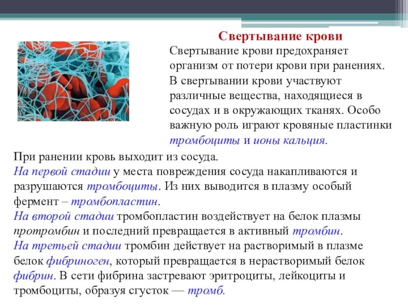 Почему происходит свертывание. Понятие о свертываемости крови. тромбоциты свертывание крови. участвует в свертывании крови. участие тромбоцитов в свертывании крови.
