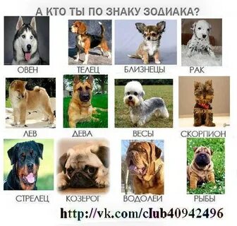 Знаки зодиака собака рыба