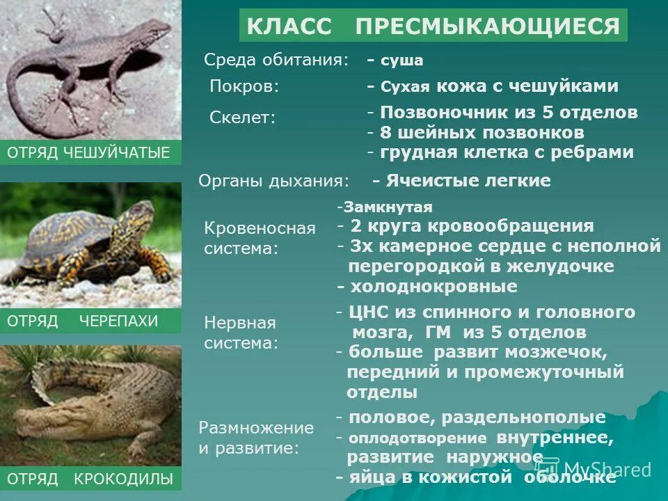 Класс пресмыкающиеся отряд чешуйчатые. Пресмыкающиеся 7 класс биология. Отряд пресмыкающихся черепахи крокодилы. Класс пресмыкающиеся 7 класс. Крокодилы относятся к отряду чешуйчатых.