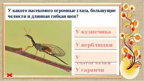 Насекомое какой вопрос отвечает