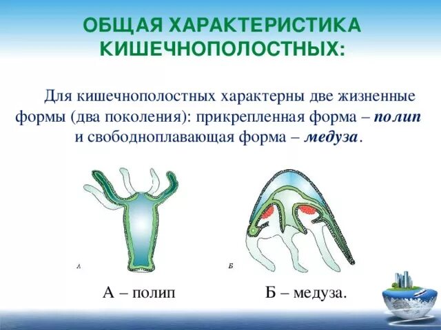 Особенности группы кишечнополостные. Общая характеристика кишечнополостных. Размножение кишечнополостных 7 класс. Обещая характеристики кишечнополостных. Тип Кишечнополостные общая характеристика.