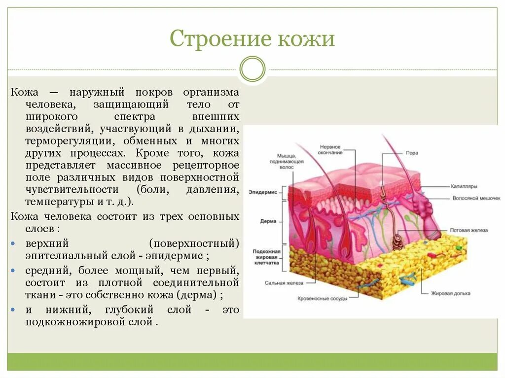 Слой 1) эпидермис 2) дерма 3) гиподерма. Покровы тела человека 8 класс биология. Наружные покровы тела строение и функции кожи строение. Строение кожи эпидермис дерма гиподерма.