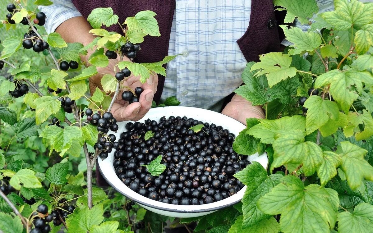 Чем подкормить кусты смородины и крыжовника. Смородина куст. смородина черная куст. черная смородина в саду. кусты смородины в саду.