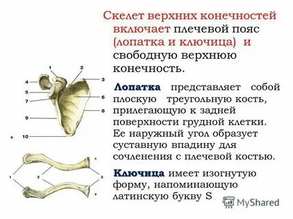Какие кости входят в состав верхнего пояса