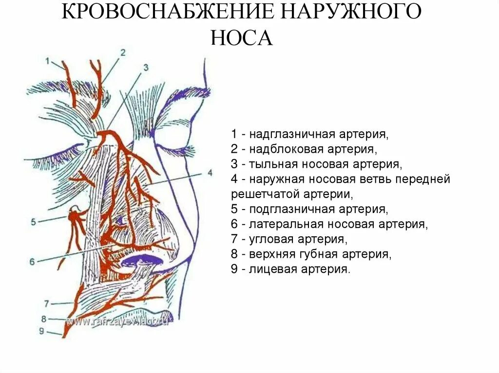 Кровоснабжение внутреннего. Кровеносные сосуды полости носа. кровоснабжение полости носа анатомия. кровоснабжение латеральной стенки носа. схема кровоснабжения полости носа анатомия.