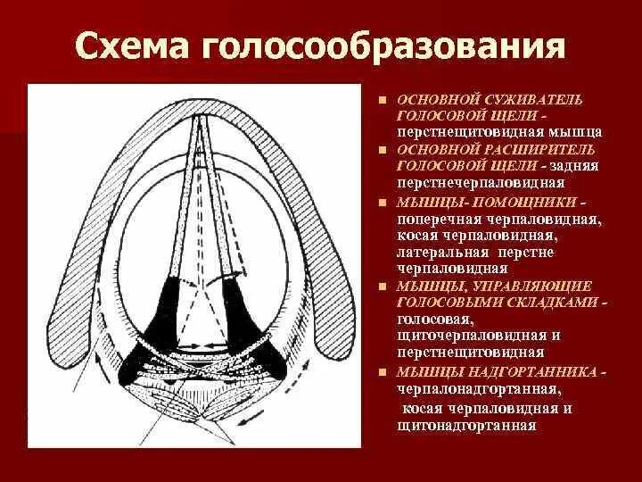 Голосообразование схема. Механизм голосообразования. Механизм голосообразования схема. Процесс голосообразования схема.