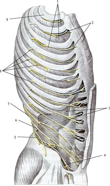 Нервы в грудной клетке расположение Rib cage with nerves arteries and veins Poster Print (33 x 24)Plaques & Signs