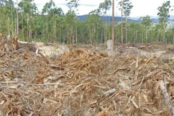 Cut down plant. Cutting down Trees. Cutting down Rainforest. Cut down. Cut down Trees causes.