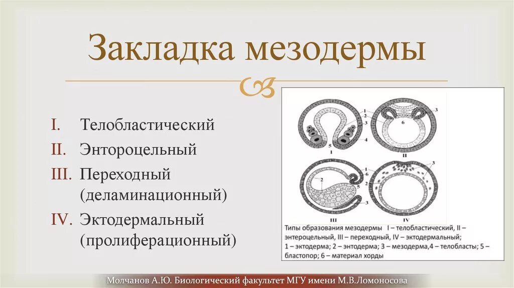 Способы образования мезодермы. Телобластический и энтероцельный способ закладки мезодермы. телобластический способ закладки мезодермы характерен для. формирование мезодермы у первичноротых. энтероцельный тип закладки мезодермы.