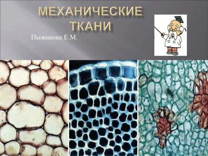 В каких частях тела встречается механическая ткань