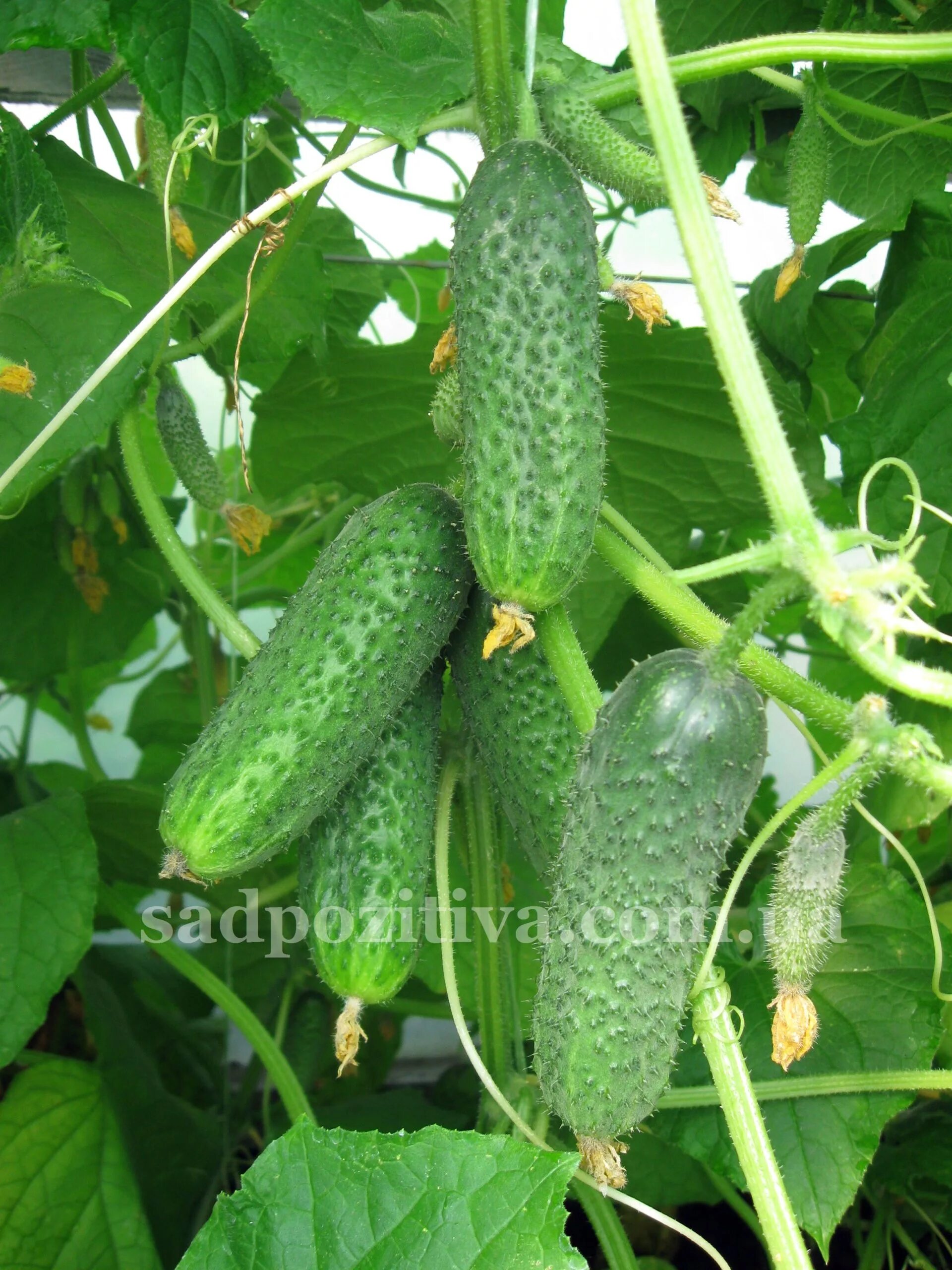 огурцы сорт амур f1 описание. огурец амур ф1. семена огурца амур ф1. огурцы сорт амур f1 описание. огурец купидон f1.