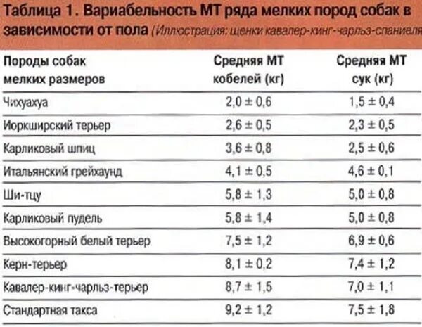 Вес мини йорка в 2 месяца щенка. Вес собаки йорка. Вес щенка чихуахуа по месяцам таблица мальчиков. Вес щенка йоркширского терьера в 3 месяца стандарт. Вес щенка чихуахуа по месяцам таблица.