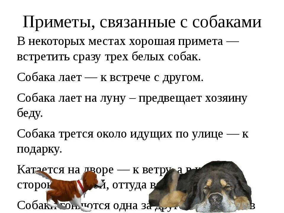 Приметы про собак. Приметы пес. Приметы связанные с собаками. Хорошие и плохие приметы. Приметы пришла собака