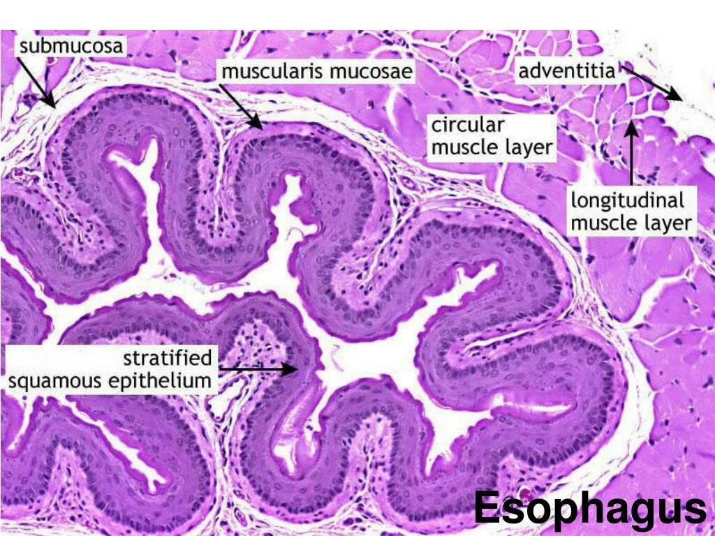 Строение пищевода гистология. Строение стенки пищевода гистология. Поперечный срез пищевода гистология. Поперечный срез пищевода гистология препарат. Клетки пищевода
