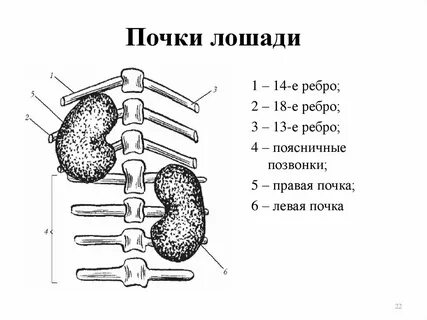 Почки разных животных