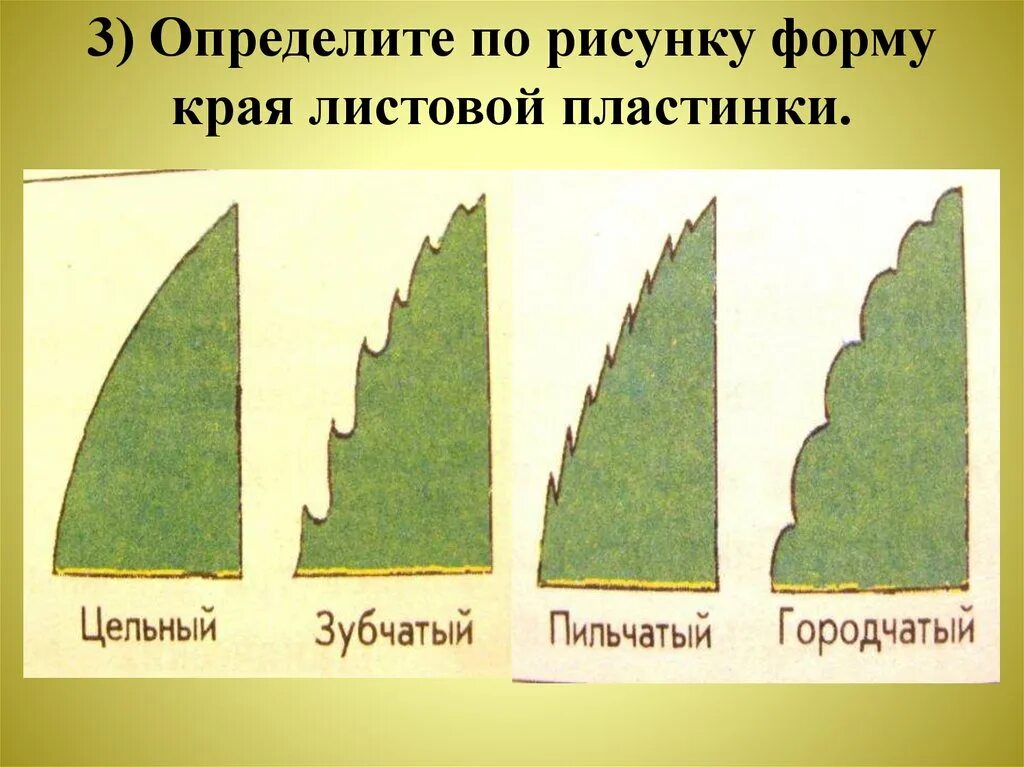 Край пластинки листа