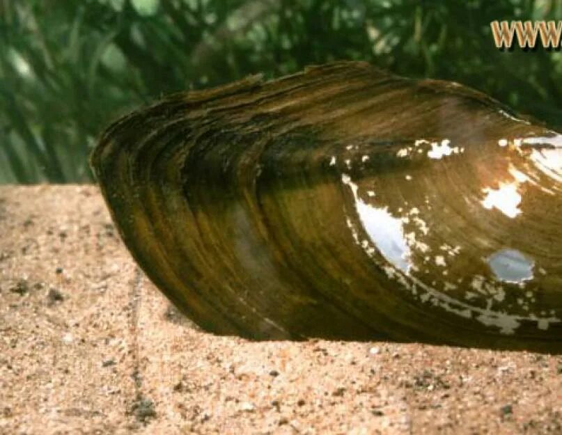 1 беззубка. 1 беззубка. Питание беззубки. Речная ракушка беззубка. 1 беззубка.