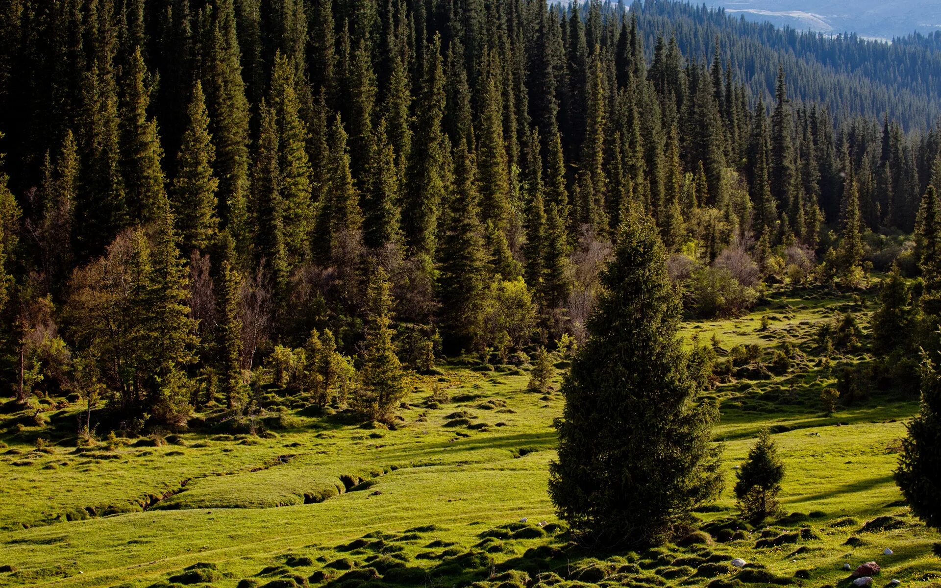 лесные ресурсы республики казахстан