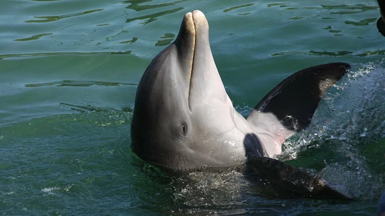 Нападение дельфинов. Человек Дельфин. Дельфины нападают на людей.