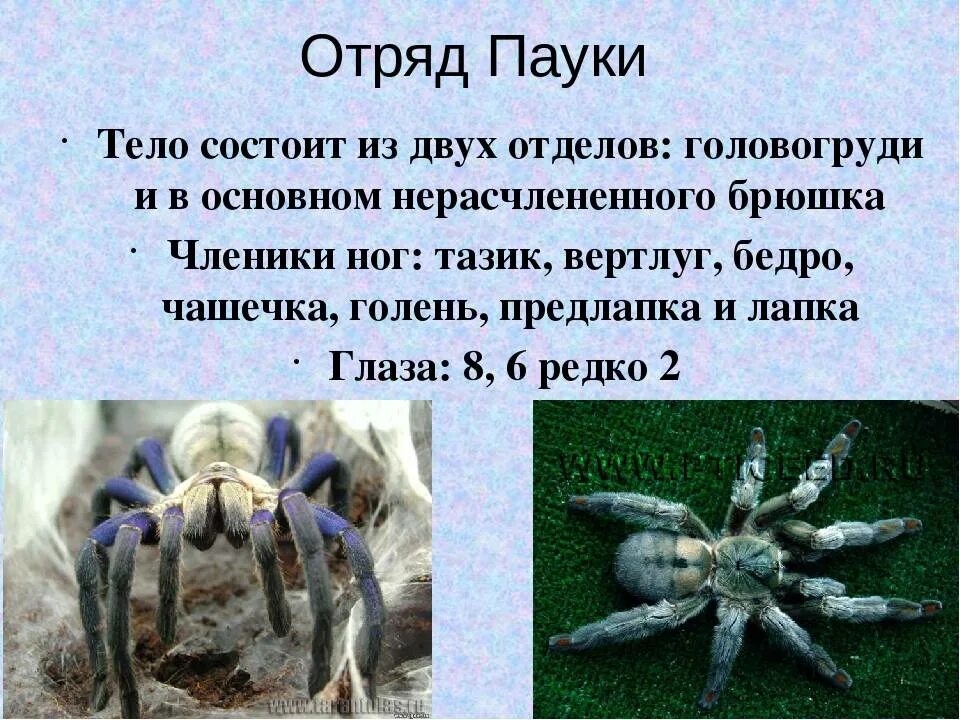 Сообщение про паукообразных. Отряд пауки. презентация про пауков. отряды паукообразных. класс паукообразные отряд пауки.