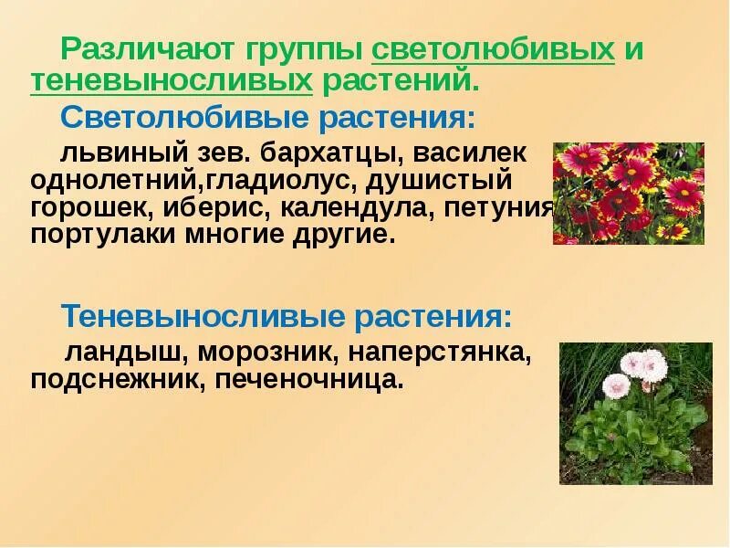 Распределите по группам характеристики светолюбивых и тенелюбивых. Светолюбивые культурные растения. Светолюбивые цветы. Светолюбивые и теневыносливые растения. Светолюбивые травы.