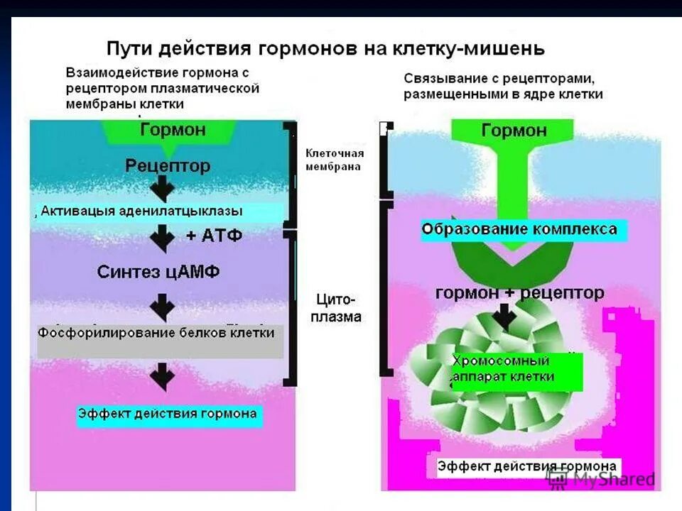 Специфическое действие гормонов заключается в том что