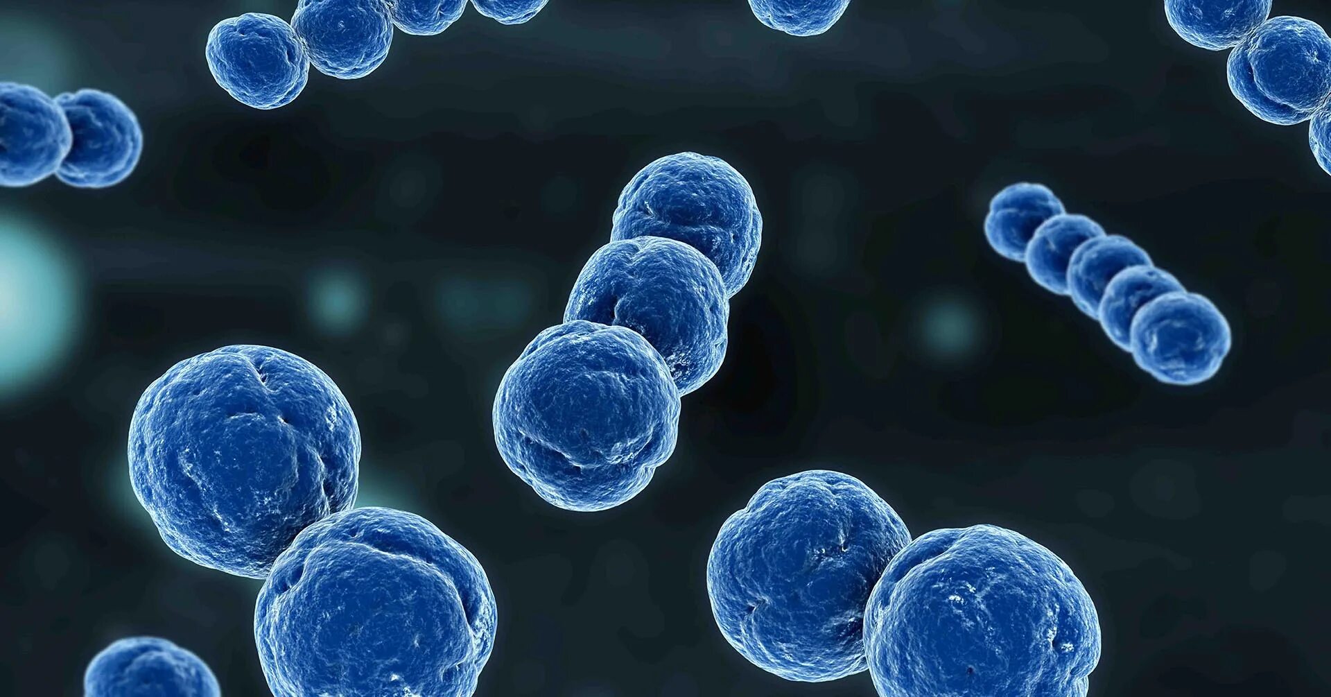Самые полезные бактерии. Полезные бактерии. bacteriuria.