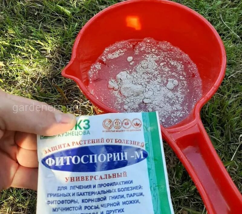 Фитоспорин маточный раствор. Полив земли фитоспорином осенью. Полив из лейки. Полив земли фитоспорином осенью. Полив земли фитоспорином осенью.