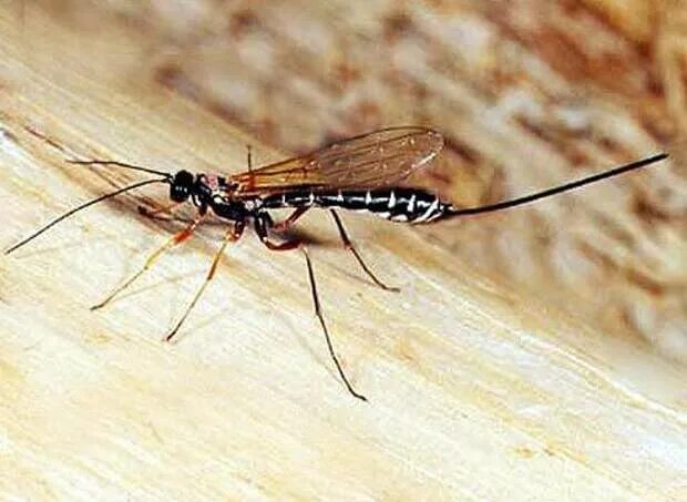 Черное насекомое с длинным хвостом. Летает с длинным хвостом. Насекомые наездники яйцеклад. Рисса насекомое. Жук наездник ихневмониды.