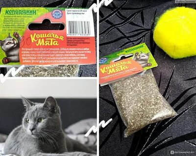 Кошка мял мял