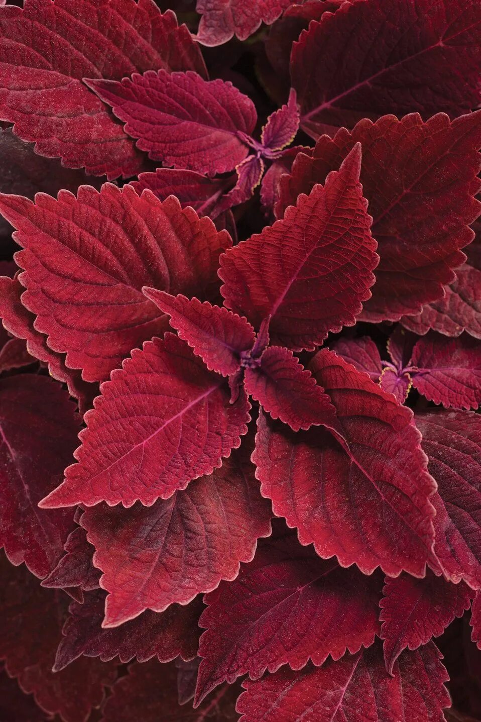 Колеус Solenostemon. Колеус Блюма. Колеус COLORBLAZE. Колеус Kirschrot. Red plant