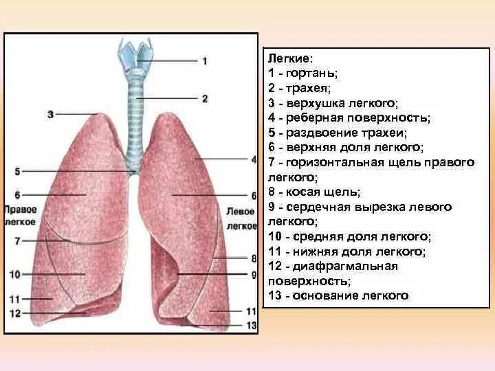 Три доли легкого. Легкие строение доли. Доли легких анатомия. Строение правого и левого легкого. Легкие строение поверхности.