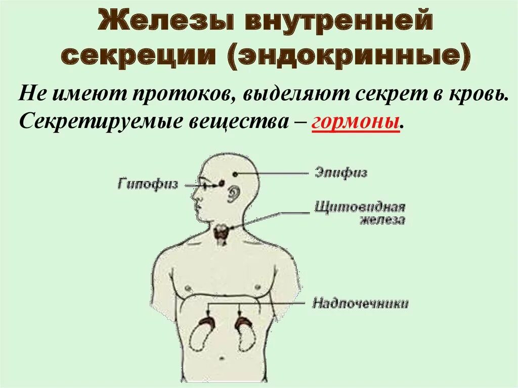 Эндокринная система железы внутренней и внешней секреции. Железы внутренней секреции человека 9 класс биология. Эндокринные железы только внутренней секреции. .Система желез внутренней секреции. Функции.