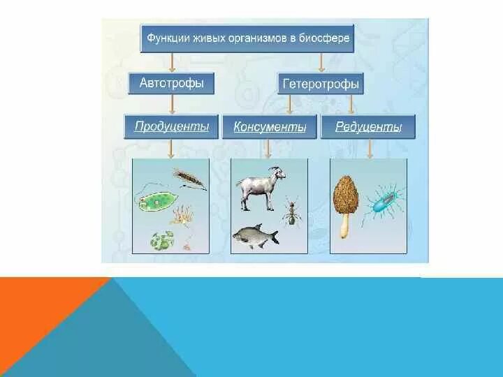 Функциональная часть живого организма. Цепь редуценты продуценты. Продуценты 2) консументы 3) редуценты. Экосистема продуценты консументы. Пищевая цепь питания редуценты консументы.