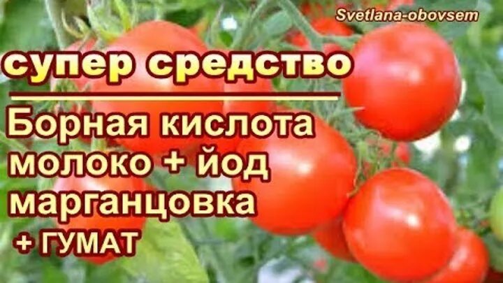 Молоко йод борная кислота для огурцов и помидор. Полить помидоры борной кислотой и йодом. Подкормка томатов борной кислотой и йодом и молоком. Подкормка томатов борной кислотой и йодом. Подкормка йодом пропорции