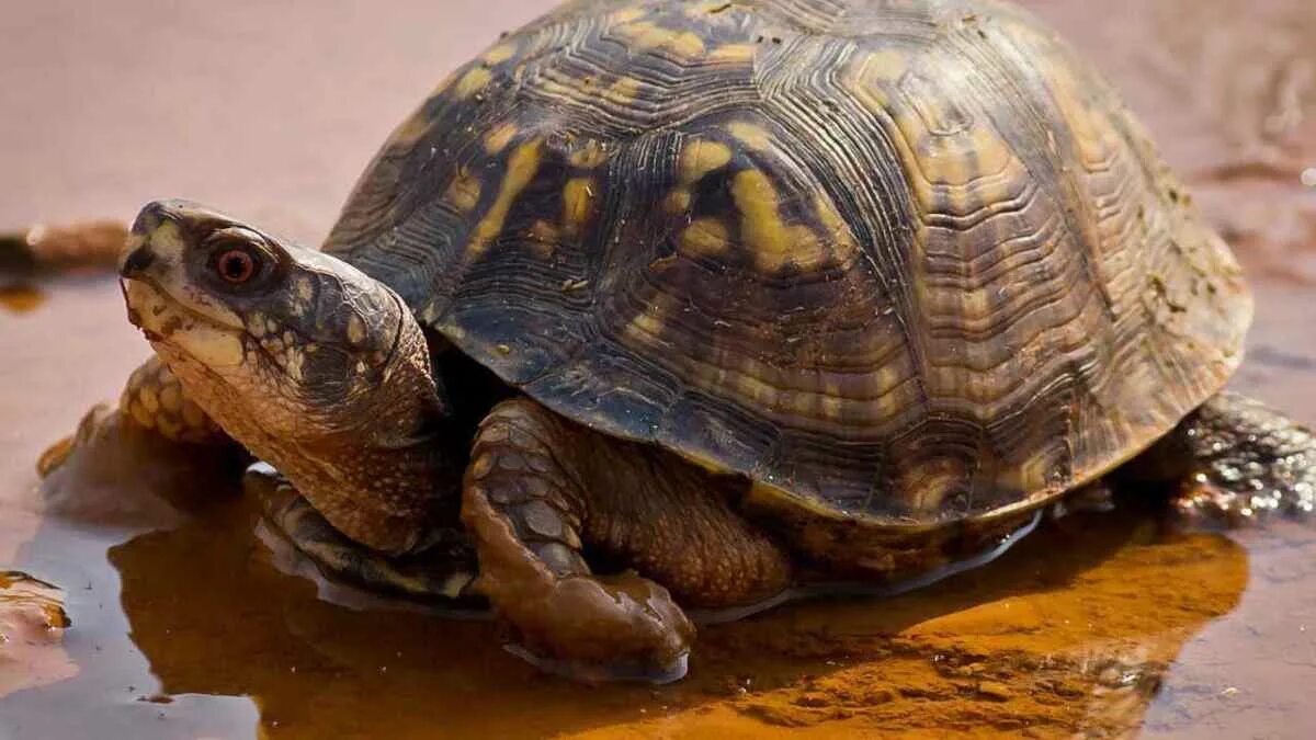 черепаха в природе. черепах птица. орел и черепаха. птица которая ест черепашат. галапагосская черепаха.