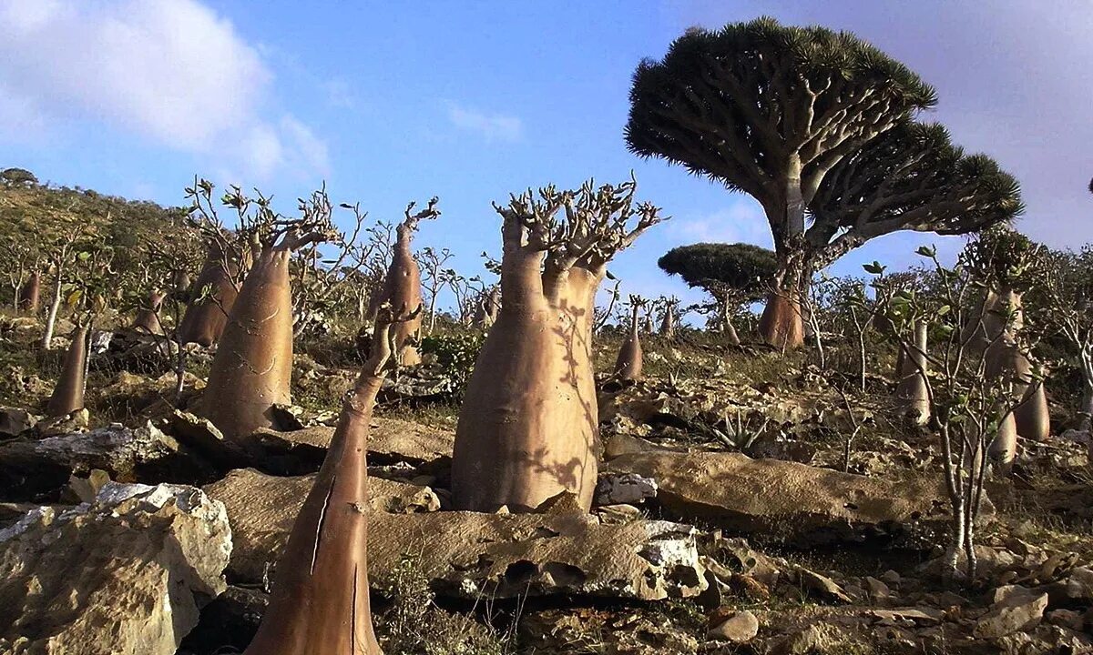 Как появились деревья. Остров Сокотра Йемен. Деревья острова Сокотра Йемен.