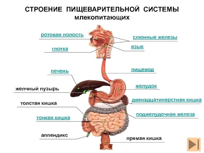 Системы органов человека пищеварительная система. Пищеварительная система человека схема. Строение пищеварительной системы человека схема. Структура и функции пищеварительного тракта схема.