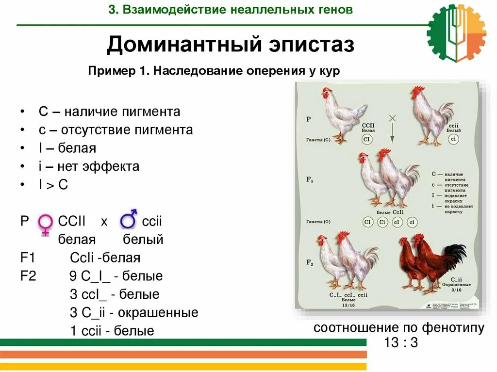 Взаимодействие неаллельных генов эпистаз. Доминантный эпистаз окраска кур. Наследование окраски плодов тыквы доминантный эпистаз. Наследование окраски оперения у кур. Огэ биология курицы