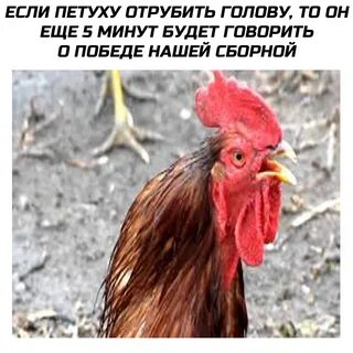 Дай петушка