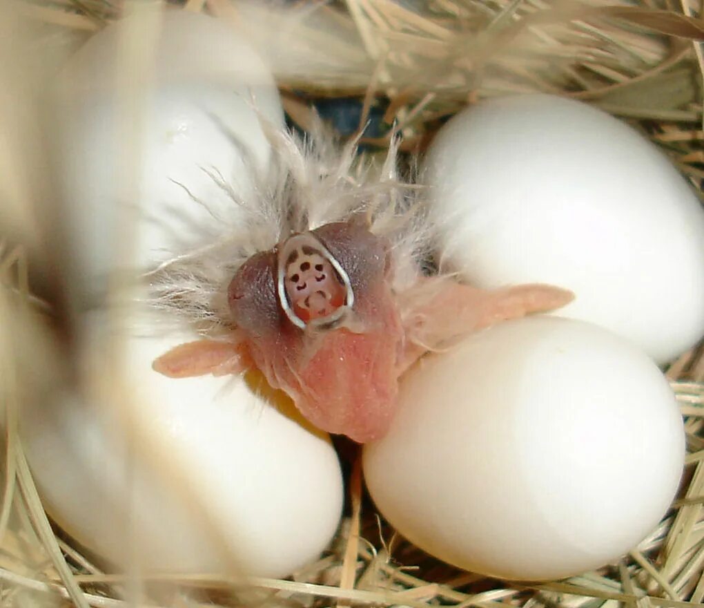 Родила яйцо. Корелла птенец. Крольчата из яиц вылупляются.