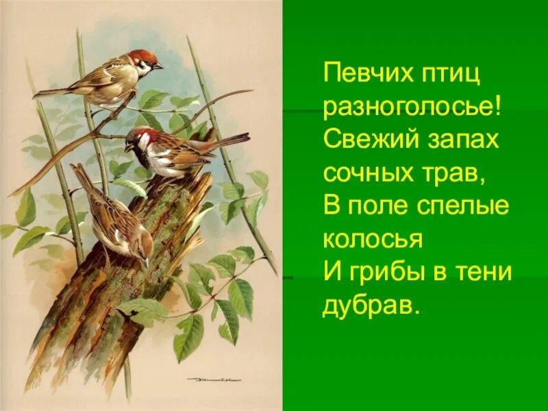 Одна из певчих птиц 3. Баллада о певчих птицах.