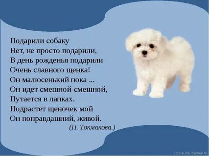 Подарили родителям щенка